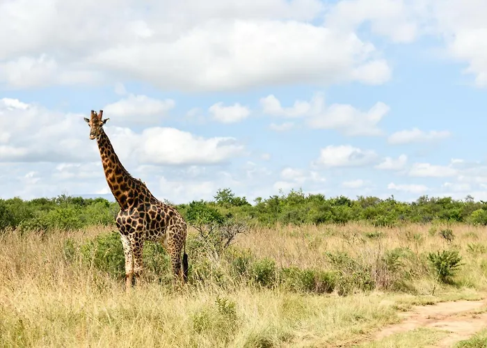 The Springbok Lodge