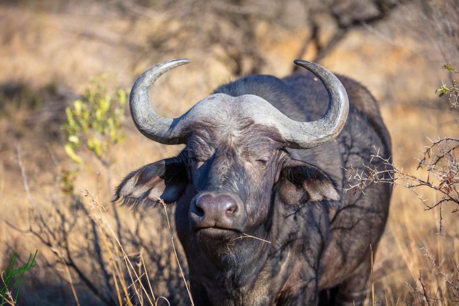 The Springbok Lodge *